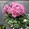 muratti, hortensia, lumihiutale