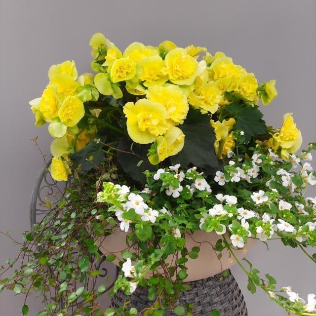 lankaköynnös, keltainen, ruusubegonia, lumihiutale lankaköynnös, keltainen, ruusubegonia, lumihiutale