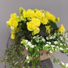 lankaköynnös, keltainen, ruusubegonia, lumihiutale