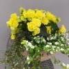 lankak&ouml;ynn&ouml;s, keltainen, ruusubegonia, lumihiutale