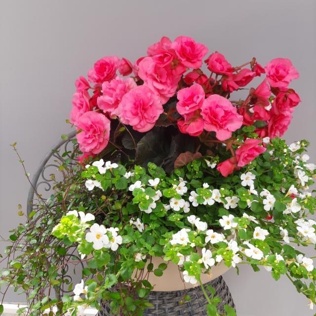 lankaköynnös, ruusubegonia, lumihiutale lankaköynnös, ruusubegonia, lumihiutale