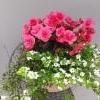lankak&ouml;ynn&ouml;s, ruusubegonia, lumihiutale