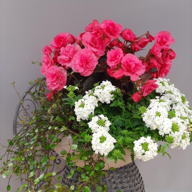 lankaköynnös, ruusubegonia, verbena lankaköynnös, ruusubegonia, verbena