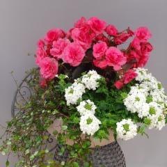 lankaköynnös, ruusubegonia, verbena