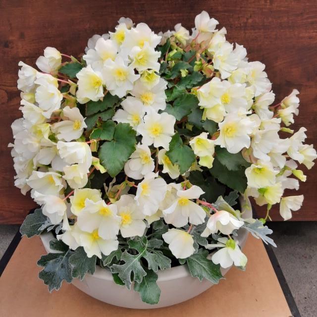 valkoinen ruusubegonia, hopealehti valkoinen ruusubegonia, hopealehti