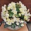 valkoinen ruusubegonia, hopealehti