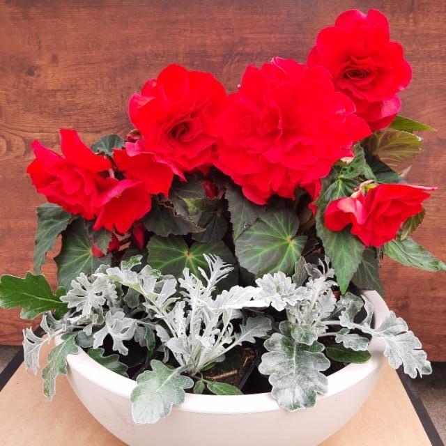 isokukkainen hautabegonia, hopealehti isokukkainen hautabegonia, hopealehti