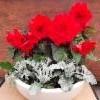 isokukkainen hautabegonia, hopealehti