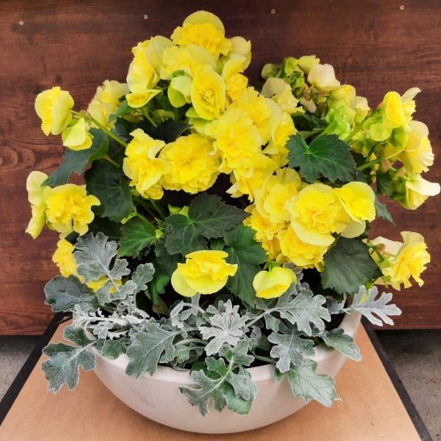 keltainen ruusubegonia, hopealehti keltainen ruusubegonia, hopealehti