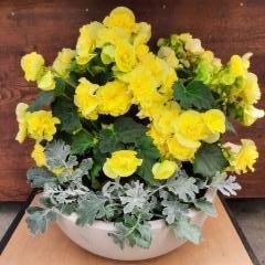 keltainen ruusubegonia, hopealehti