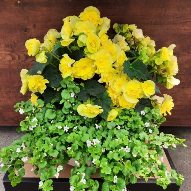 keltainen ruusubegonia, lumihiutale keltainen ruusubegonia, lumihiutale