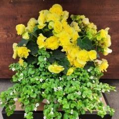 keltainen ruusubegonia, lumihiutale