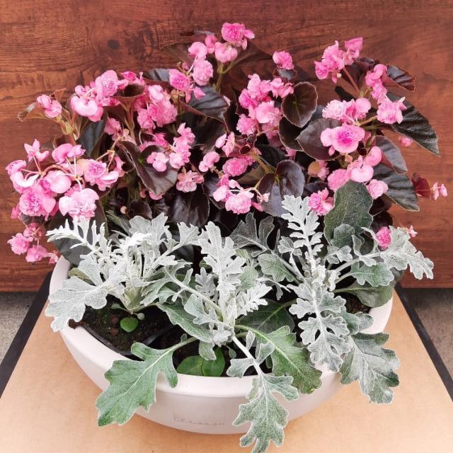 kesäbegonia, hopealehti kesäbegonia, hopealehti