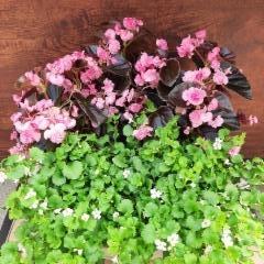 kesäbegonia, lumihiutale