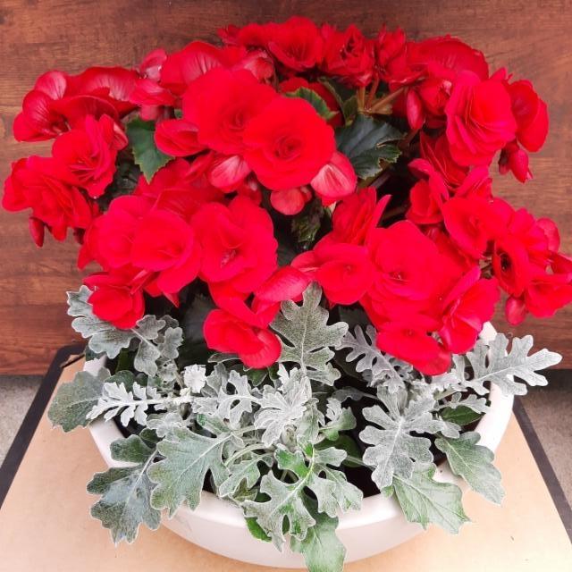 ruusubegonia, hopealehti ruusubegonia, hopealehti
