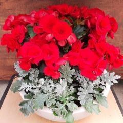 ruusubegonia, hopealehti