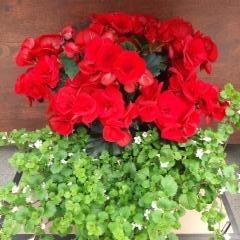 ruusubegonia, lumihiutale