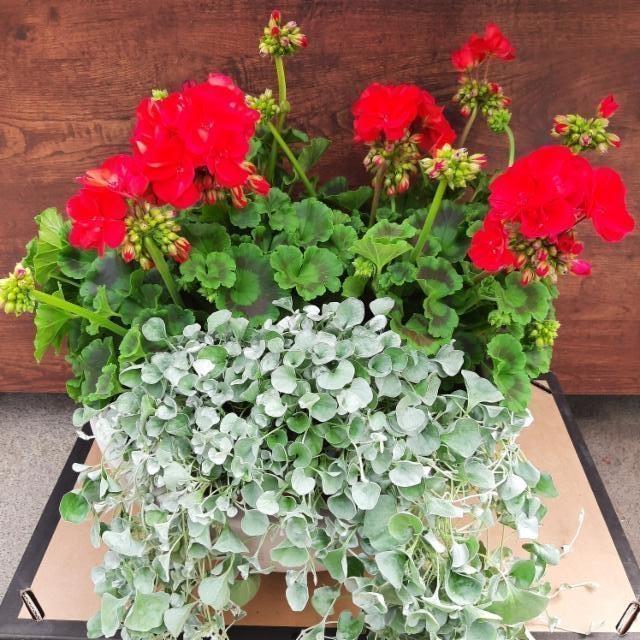 pelargonia, hopeaputous