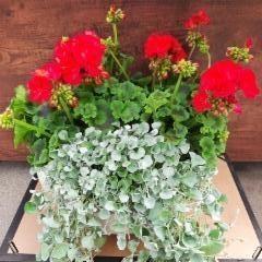 pelargonia, hopeaputous