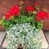 pelargonia, hopeaputous