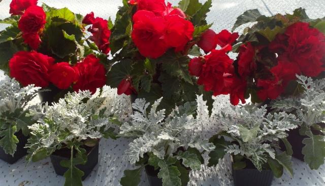 hautabegonia ja hopealehdet hautabegonia ja hopealehdet