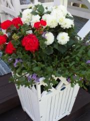 daalia, pelargonia, siniviuhka