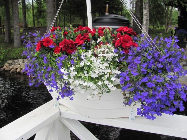 neilikka, lobelia neilikka, lobelia