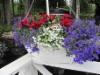 neilikka, lobelia