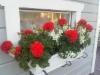 pelargonia ja enkelikukka aurinkoisella seinustalla