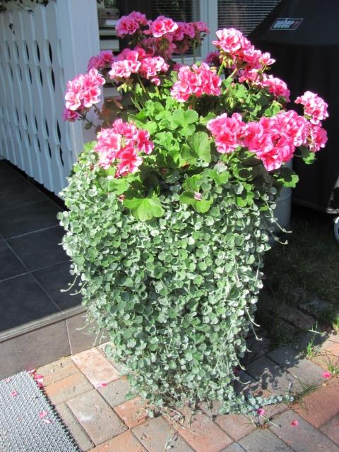 pelargonia, hopeaputous pelargonia, hopeaputous