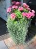 pelargonia, hopeaputous