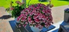 enkelipelargonia