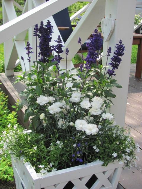 härmesalvia, neilikka, lobelia härmesalvia, neilikka, lobelia