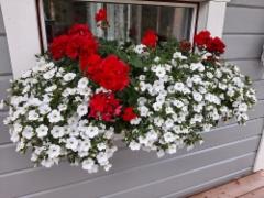 japaninkello, pelargonia