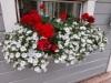 japaninkello, pelargonia