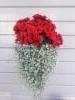 ruusubegonia, hopeaputous