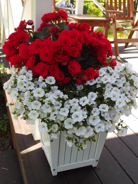 ruusubegonia, japaninkello ruusubegonia, japaninkello