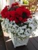 ruusubegonia, japaninkello