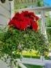 ruusubegonia, lankak&ouml;ynn&ouml;s