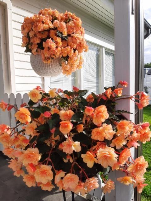 Solenia-begonia amppelissa, tuoksuva riippubegonia jalaksessa Solenia-begonia amppelissa, tuoksuva riippubegonia jalaksessa