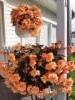Solenia-begonia amppelissa, tuoksuva riippubegonia jalaksessa