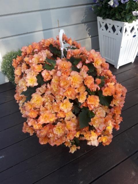 Solenia-begonia-amppeli Solenia-begonia-amppeli