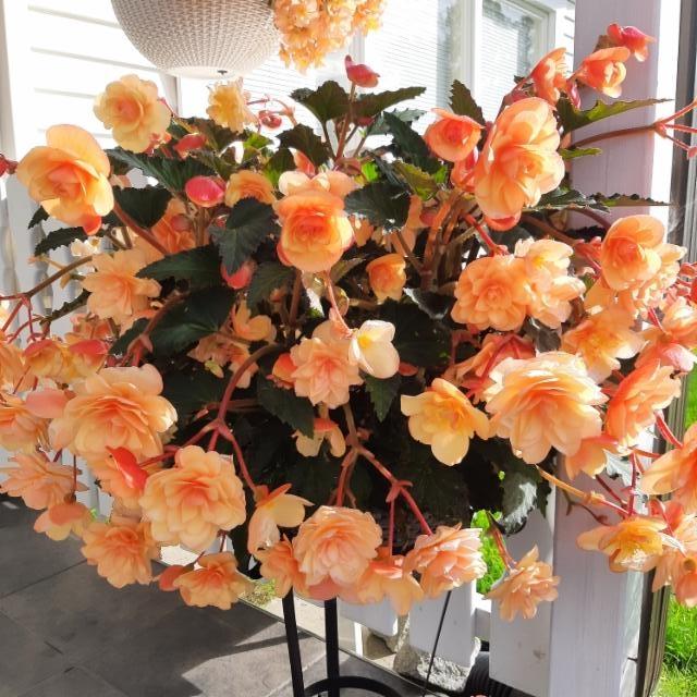 tuoksuva riippubegonia tuoksuva riippubegonia