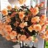 tuoksuva riippubegonia