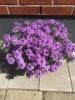 verbena