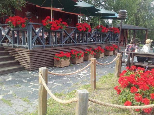 pelargoniat Sokerijussin kievarissa