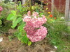 hortensia sy 2012