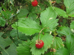 Ahomansikoita