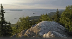 Koli