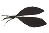 Sirpa Häkli, Mustat lehdet (V) / Black Leaves (V)
